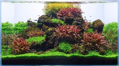 Timeline Photos Wabi Kusa Paludar Um Aquascaping Terrarium