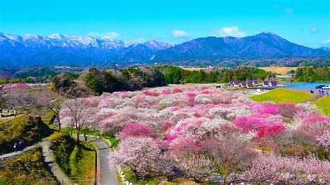 10 Best Plum blossom Viewing Spots in Japan