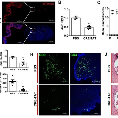 A2ar Antagonist Kw6002 Attenuated Eae Pathology In Mice A Full Phase Download Scientific