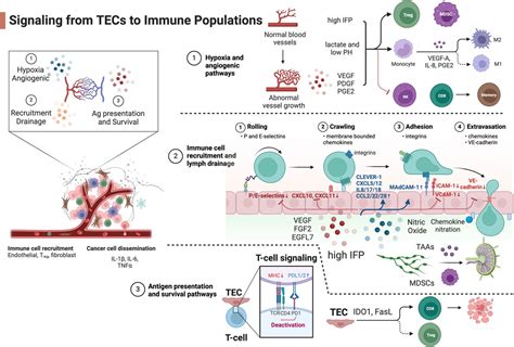 Frontiers Signaling Crosstalk Between Tumor Endothelial Cells And