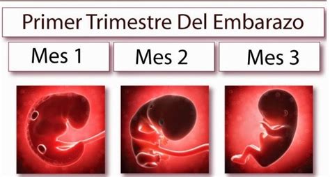 Crecimiento De Un Bebe Semana A Semana En El Vientre Consejos De Bebé