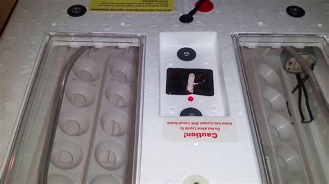 Little Giant Egg Incubator Manual