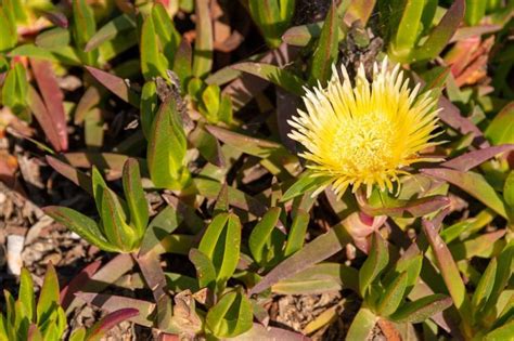 Pigface Plant Varieties to Grow in Australia | Ultimate Backyard