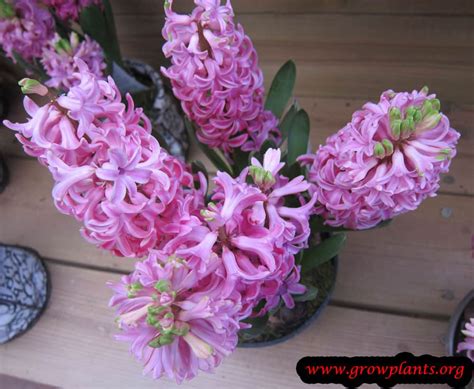 Hyacinth - How to grow & care