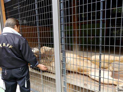 行き場失った動物たちを保護大内山動物園が拡大を続ける理由 減らぬ不幸な動物を救い続け【杉本彩のeva通信】 社会 福井のニュース