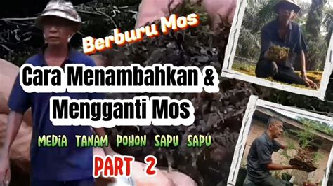 Cara Menambahkan Mengganti Mos Media Tanam Pohon Sapu Sapu Berburu