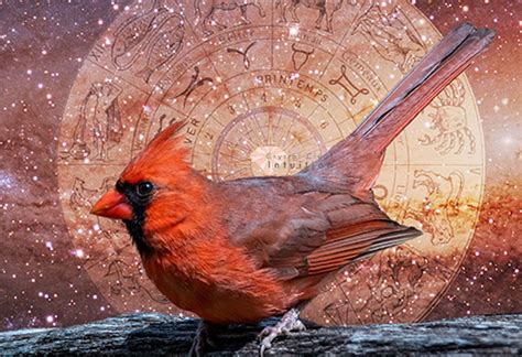 spiritual-meaning-of-a-red-cardinal-symbolism-and-messages | Crystal Clear Intuition