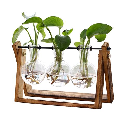 Wood Plants For Terrariums