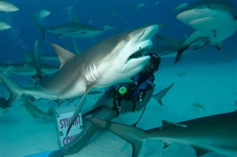 Bahamas Cruise Excursions | Nassau Shark Scuba Diving Adventure - $202us