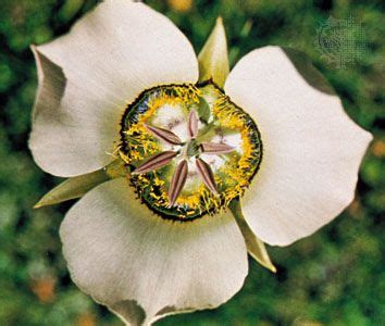 Mariposa lily | Description, Species, & Facts | Britannica