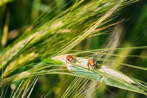 Demfarm The Importance Of Handling Pests And Diseases In Maintaining The Health Of Rice Plants