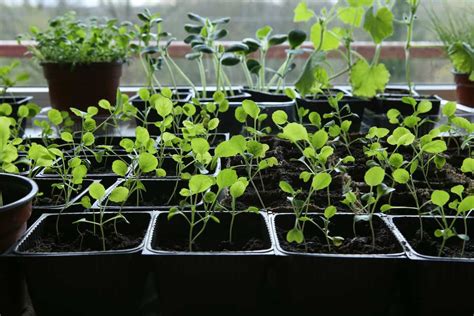 How To Grow Brussel Sprouts In Containers – A Complete Guide