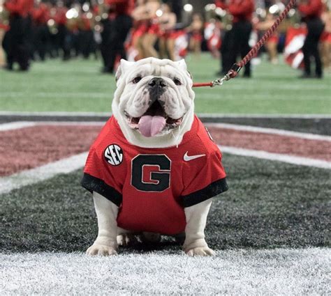 Pin by Carol Fox on UGA Mascot | Georgia bulldog mascot, Georgia ...