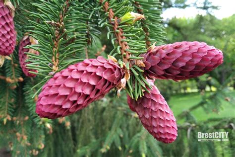 Живую елку из Беловежской пущи не хотите? Где можно купить