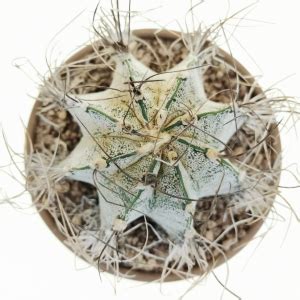 Astrophytum Capricorne Niveum Giromagi Cactus And Succulents