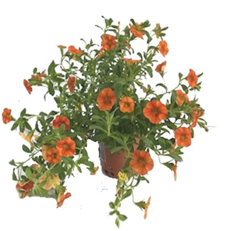 calibrachoa  pot