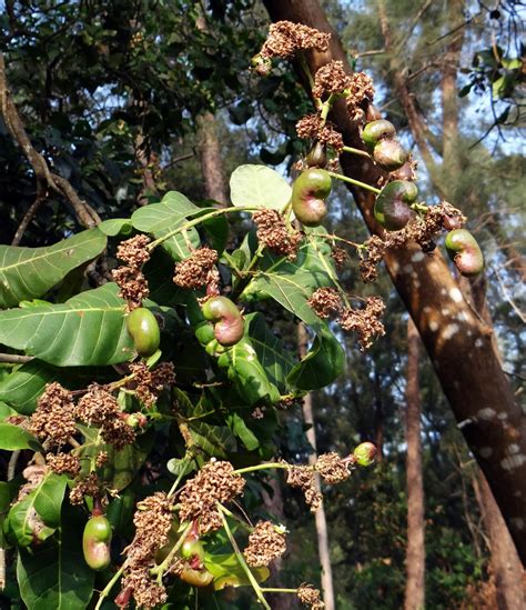 Fotos gratis árbol rama hoja flor comida Produce botánica nuez