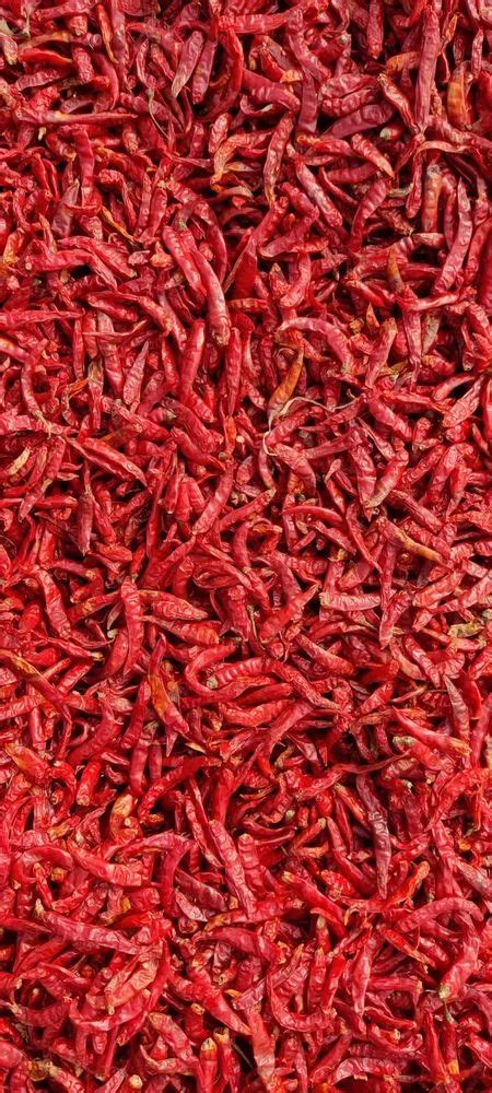 Syngenta Dry Red Chilli At Rs Kg Red Chilli In Ashoknagar