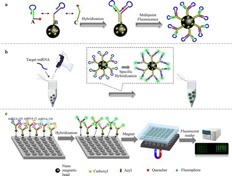 Schematic Illustration Of The Allosteric Spherical Nanoprobe For