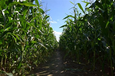 Tanaman Ladang Jagung Pertanian Foto Gratis Di Pixabay Pixabay