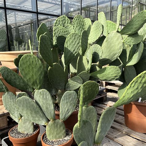 Opuntia ficus indica Solitär Kakteen Gautschi