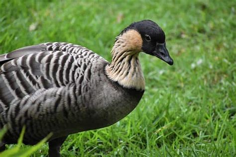 What Is The State Bird Of Hawaii? All Facts Explained