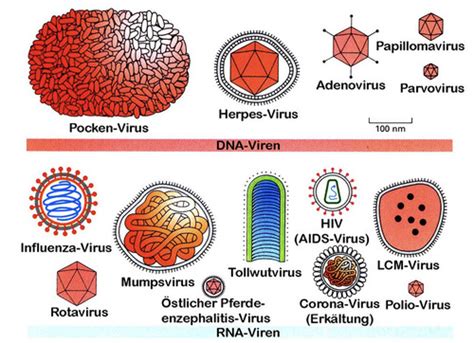 Virologie Karteikarten Quizlet