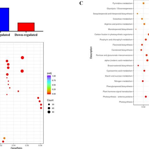Number Of Degs A Go Classification B And Kegg Enrichment C Of Degs Download Scientific