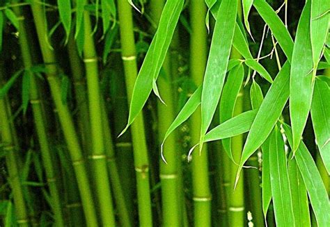 Bamboo seeds | BELL Garden Company,Wholesale Plant seeds,Alive roots ...