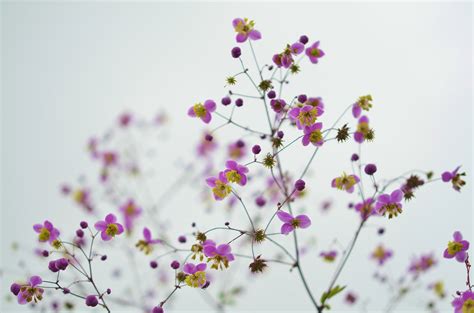 Fotos gratis agua naturaleza rama soltar hoja púrpura pétalo