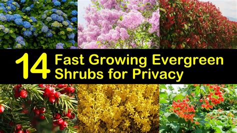 14 Fast Growing Evergreen Shrubs for Privacy