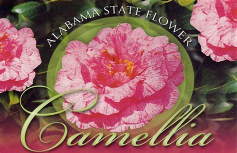 stafezariz: alabama state flower