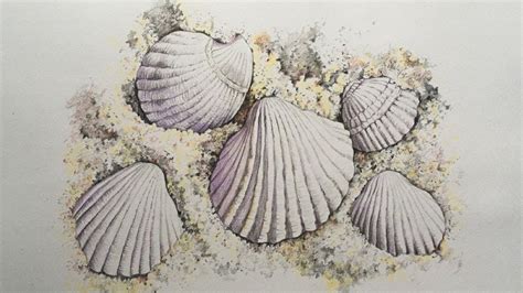 Pencil Drawings Of Seashells