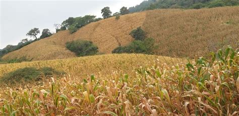 cocecha images browse  stock  vectors  video adobe stock