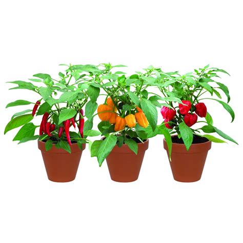 Terracotta Chilli Trio Grow Set