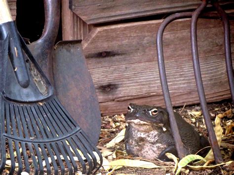 Desert Colors: Sonoran Desert Toad