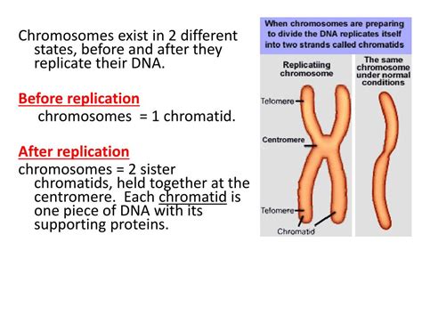 Ppt Ch 8 The Cell Cycle Powerpoint Presentation Free Download Id