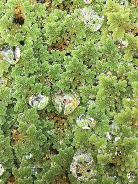 Azolla Filiculoides In A Close Up In A Pond Stock Photo Image Of