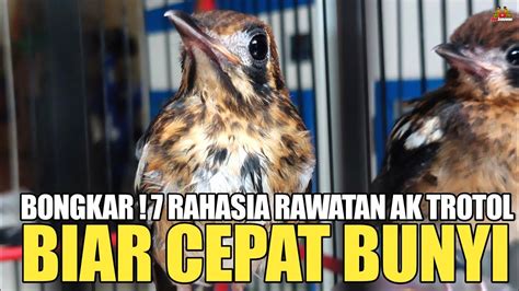 Bongkar Rahasia Rawatan Anis Kembang Trotol Agar Cepat Bunyi Youtube