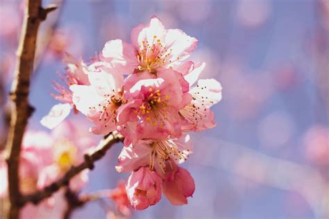 Equinócio abre a primavera período mais quente e seco do ano em