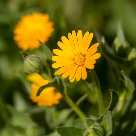 Calendula Selvatica Descrizione Habitat E Utilizzi NaturalMeteo