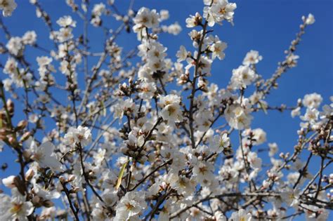 Flowering Almond Tips On An Ornamental Beauty