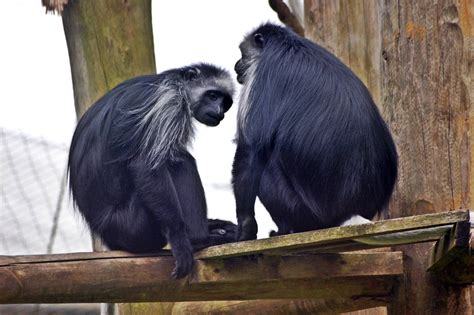 Western Black and White Colobus Monkey - ZooChat