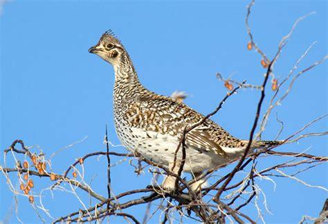 Sharp Tailed Grouse Hunting