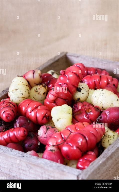 Freshly harvested Oca tubers Stock Photo - Alamy