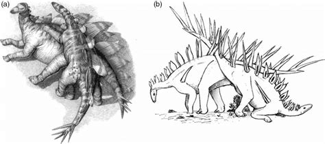 Putative Sexual Positions For The Stegosaurid Taxa A Stegosaurus And Download Scientific