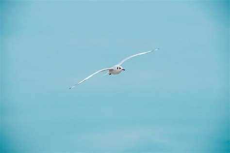 Flying Seagull Bird · Free Stock Photo