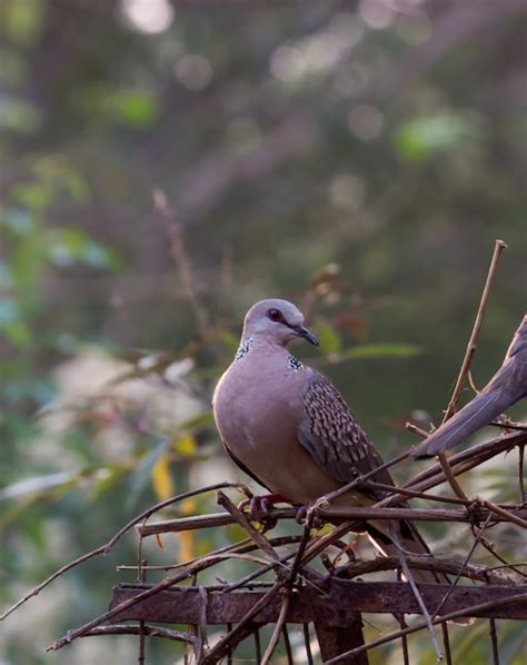 Streptopelia Turtur Um Membro Da Fam Lia De P Ssaros Columbidae