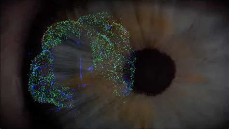 Dish Grown Human Retinas Explain How Color Vision Develops Neuroscience News