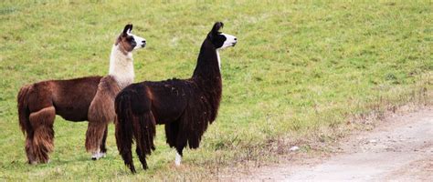 There’s A Bed and Breakfast On This Llama Farm In Massachusetts